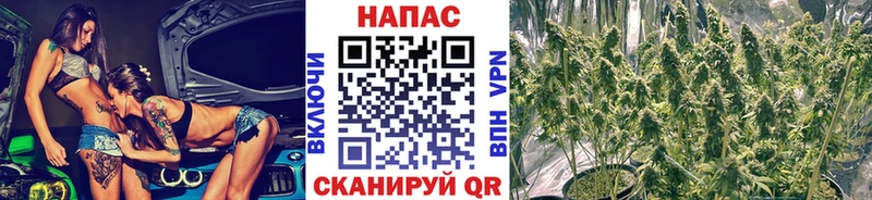 даркнет телеграм  Чистополь  Бошки марихуана тримм 
